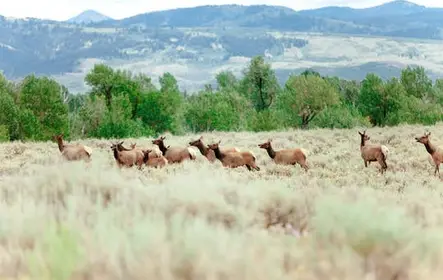 Yellowstone Lower Loop full-day tour