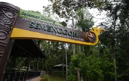Excursión de medio día al centro de vida salvaje de Semenggoh desde Kuching