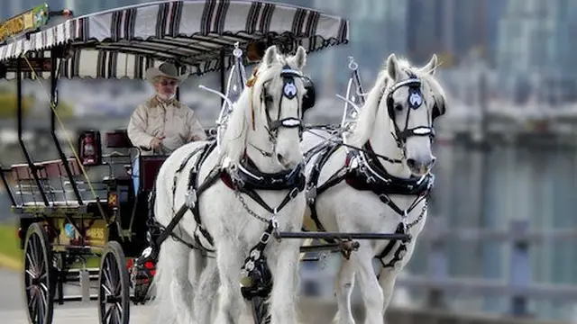 Stanley park sale horse drawn carriage