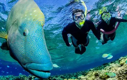 Port Douglas outer reef snorkelling tour