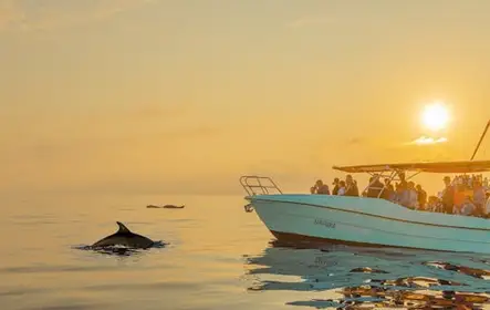 Experiência com golfinhos em Maiorca